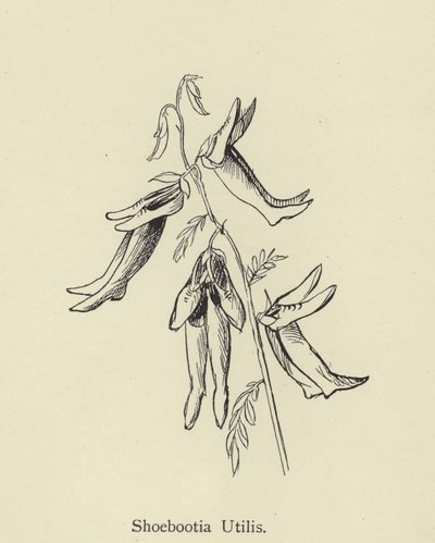 Shoebootia Utilis by Edward Lear